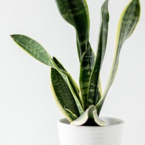 5 Best air purifying indoor plants for tropical Singapore and why plants might not be the best air-purifiers for your home