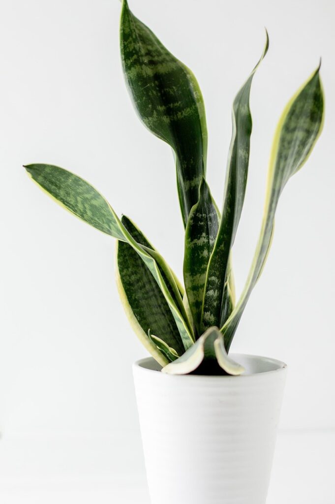 Read more about the article 5 Best air purifying indoor plants for tropical Singapore and why plants might not be the best air-purifiers for your home