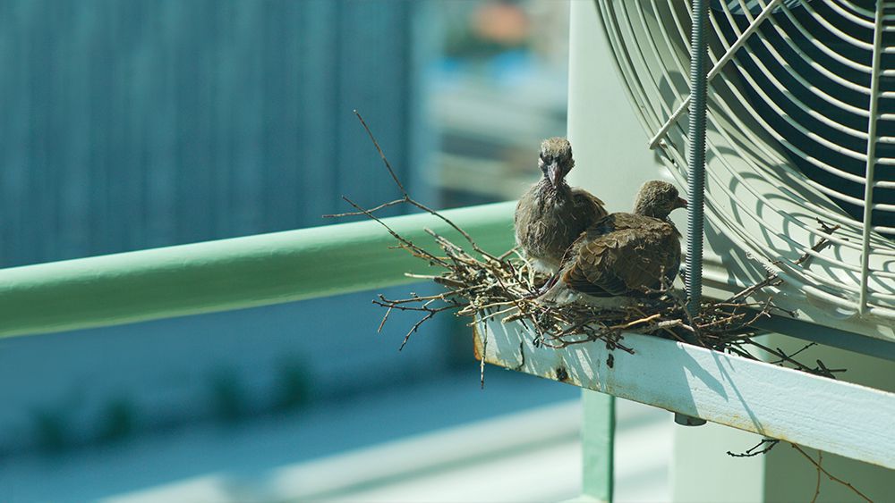 Keeping Birds Away from Your Aircon Ledge and Why You Should Do It